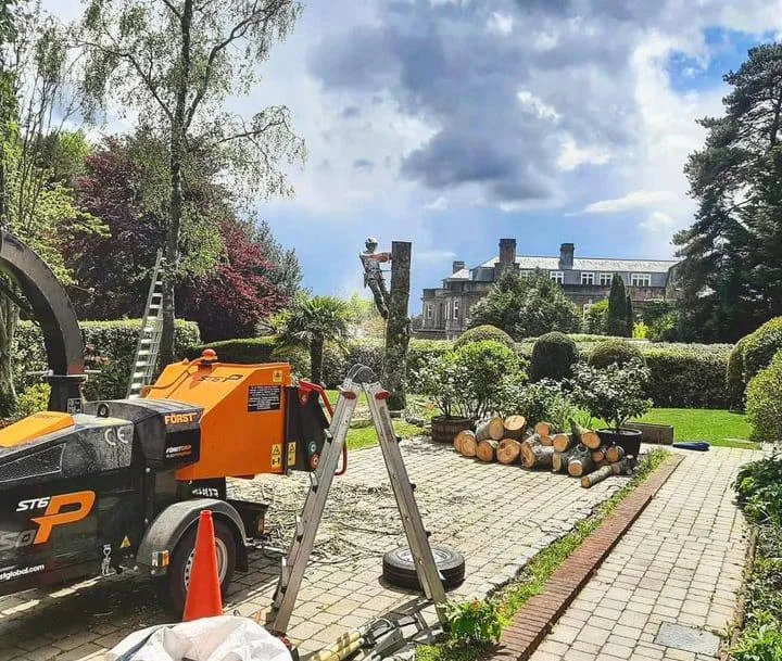 This is a photo of a tree being felled. A tree surgeon is currently removing the last section, the logs are stacked in a pile. Bingham Tree Surgeons